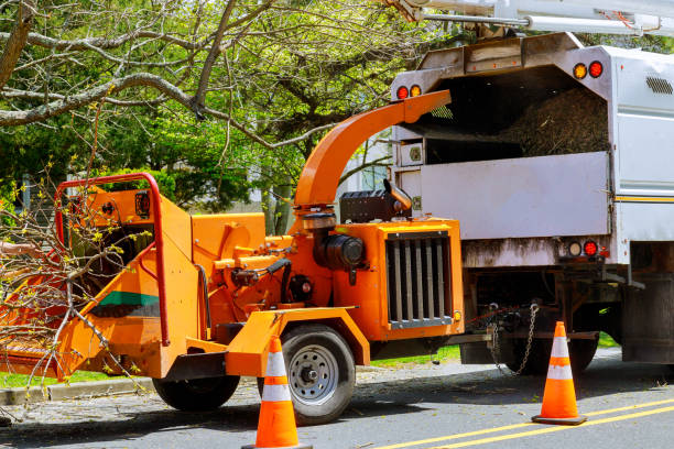 How Our Tree Care Process Works  in  Hartwell, GA